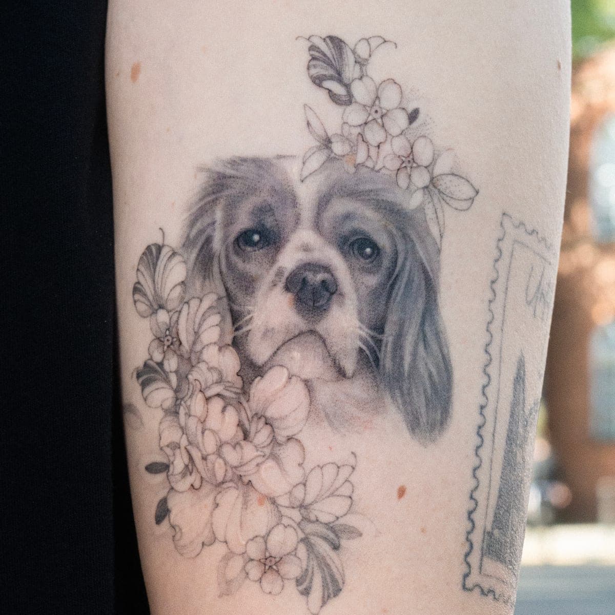 The same Cavalier and flowers tattoo once healed