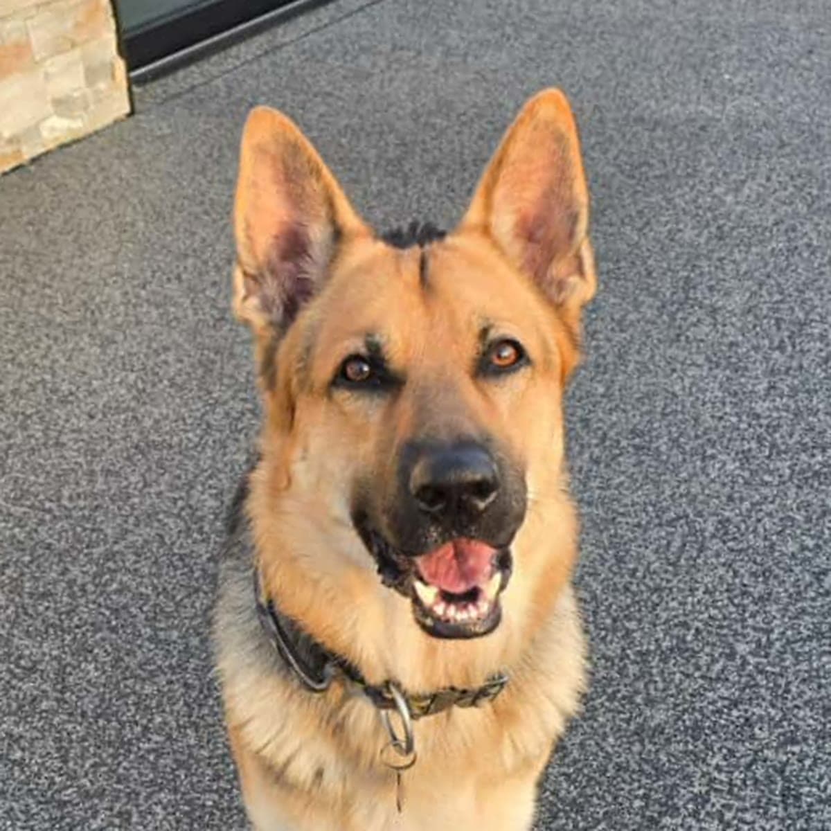 Dias, a German Shepherd, looking up at the camera with his mouth open