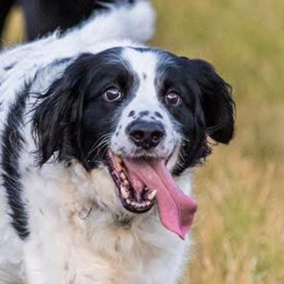 Tio, a fluffy black and white dog, running through long grass with his tongue out