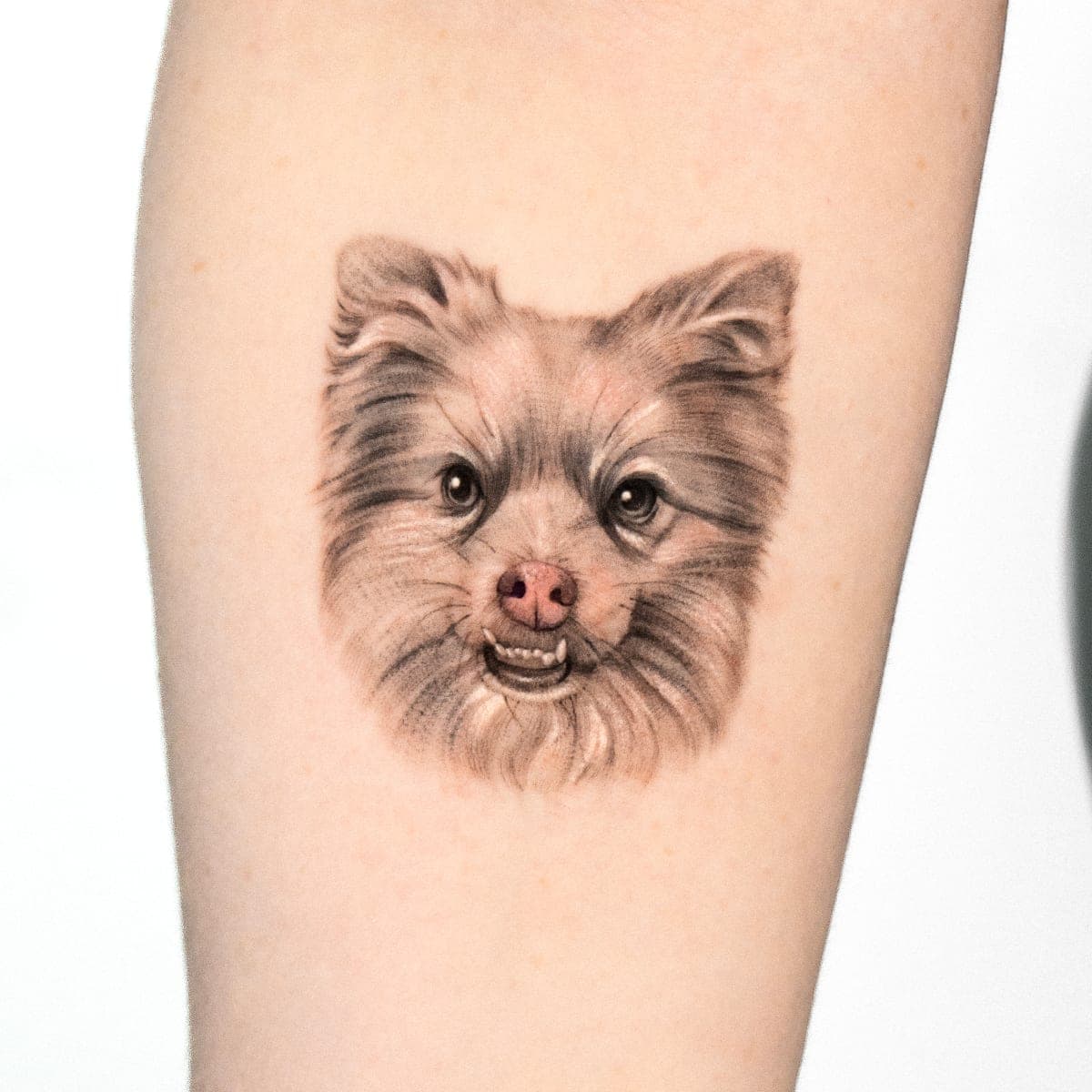 Fresh tattoo of a Pomeranian's face on a forearm