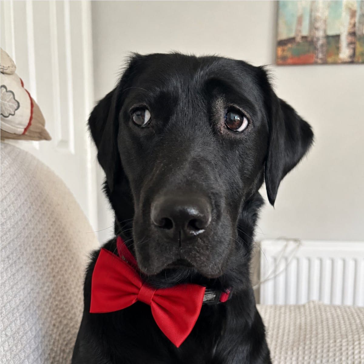 A black Labrador in a red bow tie, sitting on a sofa