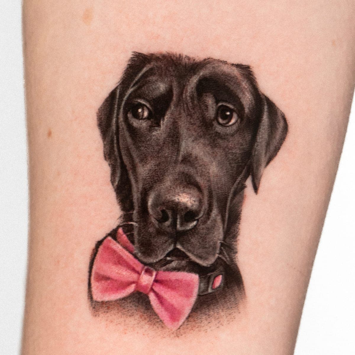 Colour tattoo of the black Labrador and its bow tie on a forearm