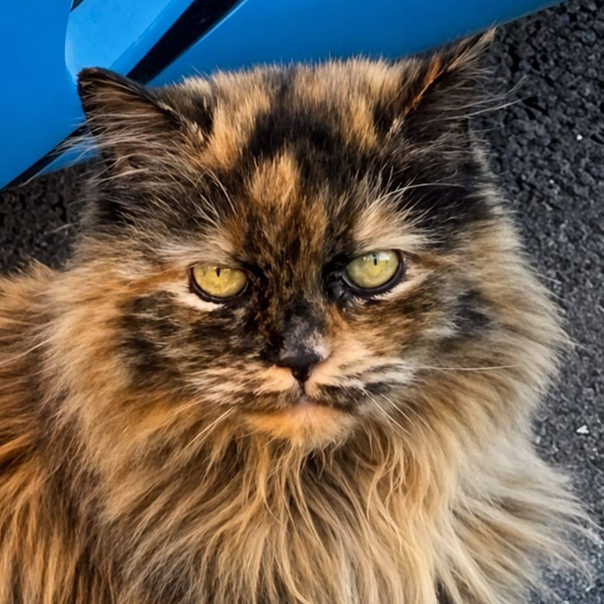A long-haired tortoiseshell cat with yellow eyes, outdoors