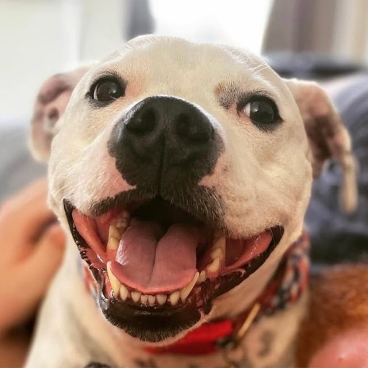 A white Staffordshire bull terrier with a wide open-mouthed smile