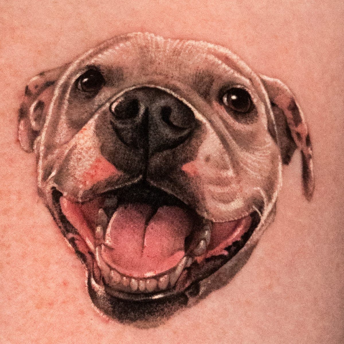 Colour tattoo of the smiling Staffy's face on a forearm