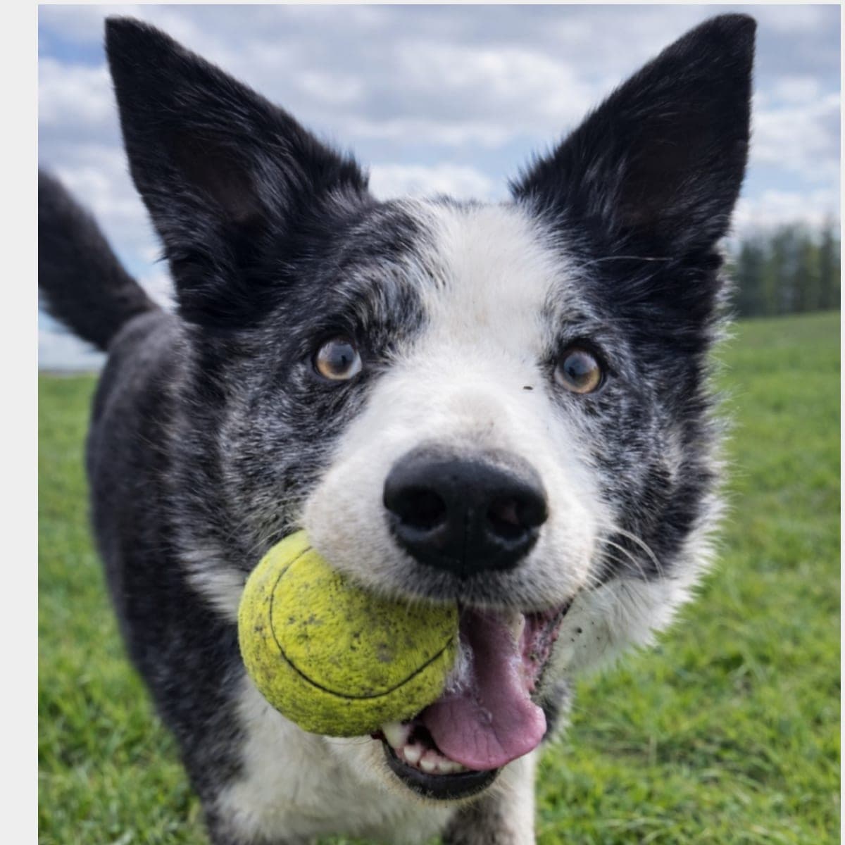 A black and white collie with a tennis ball in its mouth, on grass