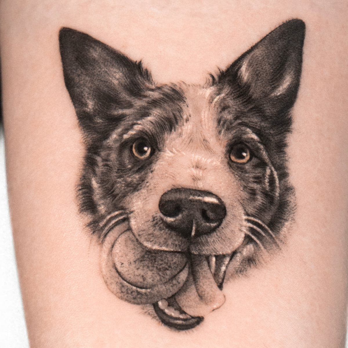 Black and grey tattoo of the collie holding its ball, on an arm
