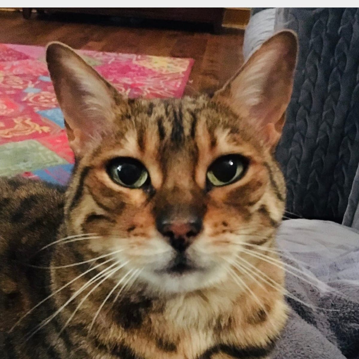 A tabby cat with big green eyes, looking up from a blanket