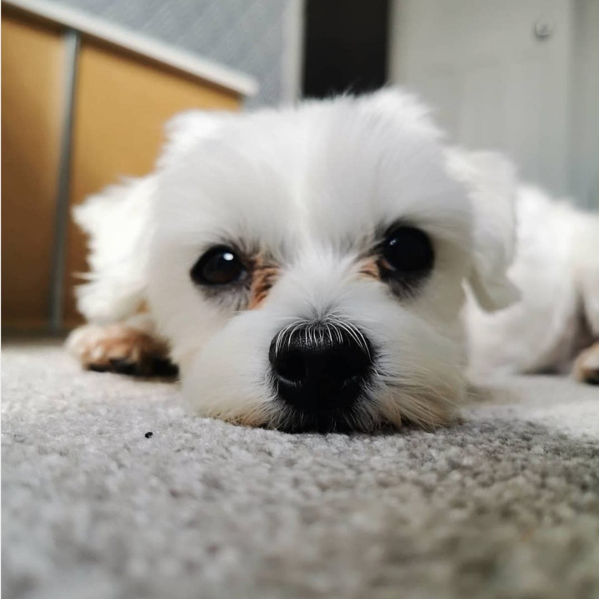 A small white fluffy dog lying on a rug, chin down