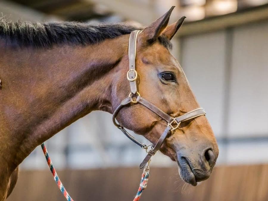 Boo's head in profile, wearing a leather headcollar