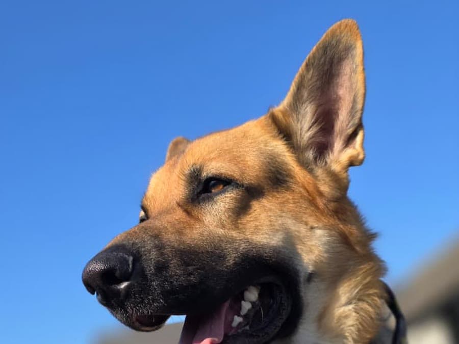 Close-up of Dias against a blue sky, ears up