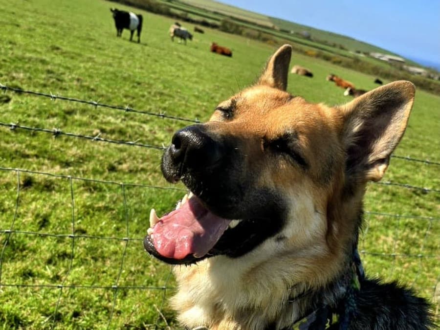 Dias grinning in a field, with cows grazing behind him