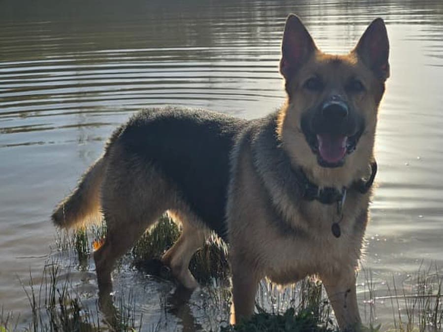 Dias standing in shallow water, the sun behind him