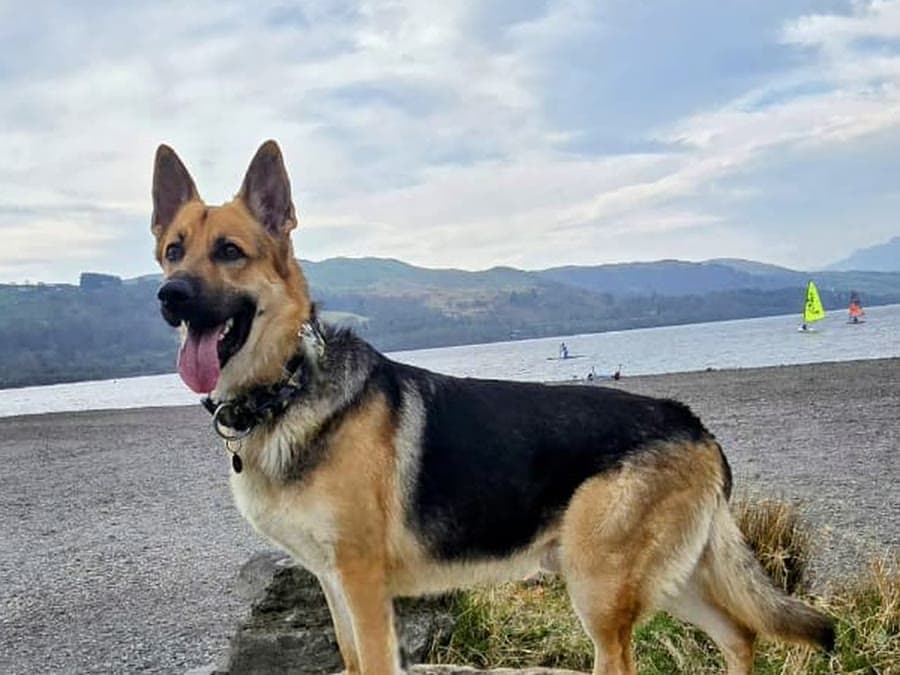 Dias standing on a rock by the water, tongue out
